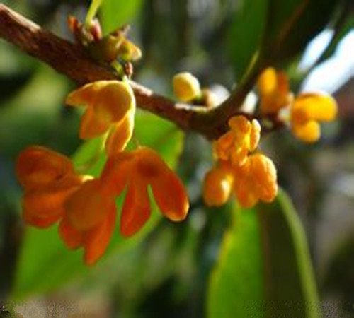 薄荷油、桂花…香氣也能防病