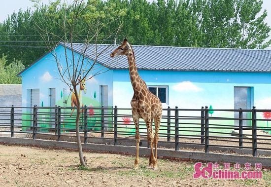 聊城市野生動物園邀市民共赴炫酷國際大馬戲