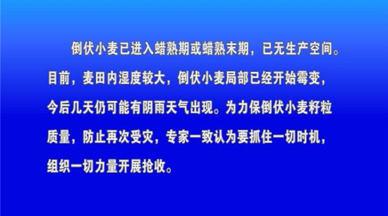 我市發(fā)出關于抓緊組織開展倒伏小麥搶收工作的緊急通知