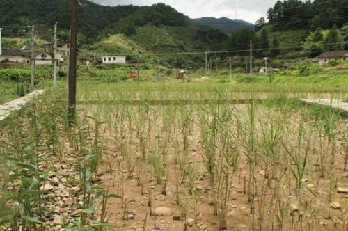 資料圖：江西尋烏縣三標(biāo)鄉(xiāng)建設(shè)的濕地生態(tài)修復(fù)工程。 蘇路程 攝