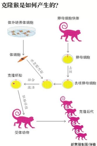 世界首只克隆猴在中國(guó)出生 研究遵守實(shí)驗(yàn)動(dòng)物倫理規(guī)章