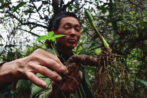 金佛山懸崖采藥人變身藥材種植能手