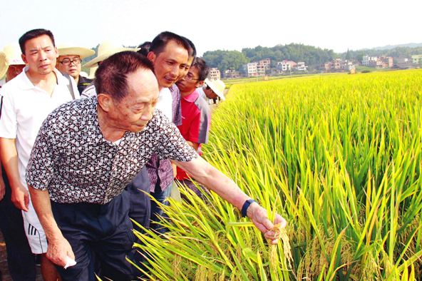 袁隆平為何呼吁更多年輕人從事農(nóng)業(yè)