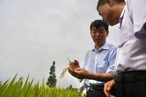 零的突破！中國(guó)雙季早粳稻誕生