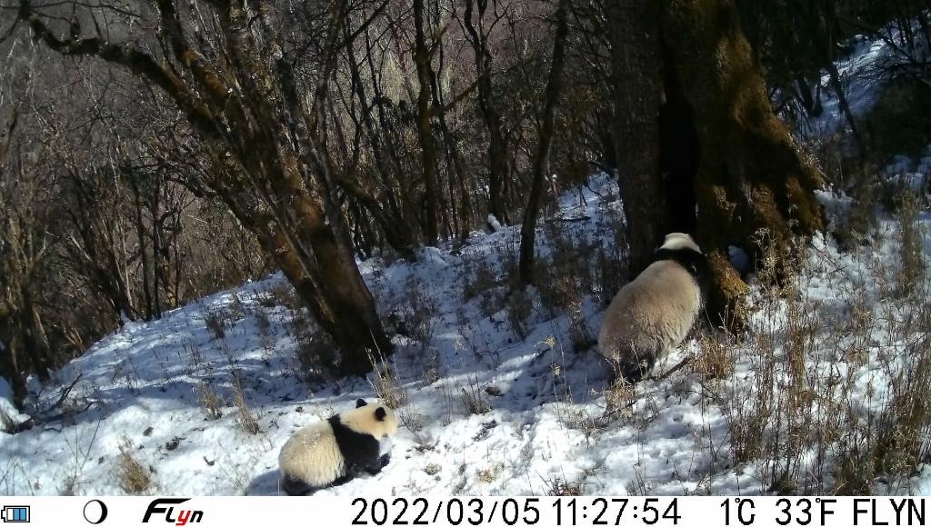 大熊貓國(guó)家公園拍攝到大熊貓母子珍貴畫面