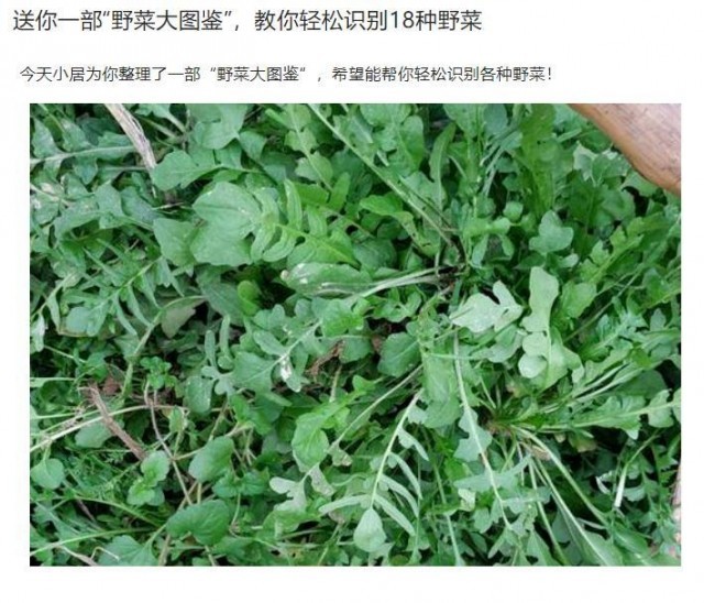 封控小區(qū)里挖野菜？專家提醒：有安全風(fēng)險(xiǎn)！