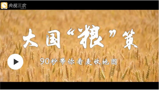 大國(guó)“糧”策 | 鄉(xiāng)聚麥田：90秒帶你看“麥?zhǔn)盏貓D”