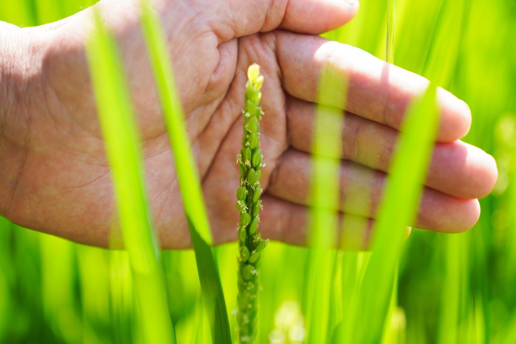 一碗好飯里的種業(yè)振興——來(lái)自2022中國(guó)種子大會(huì)的觀察