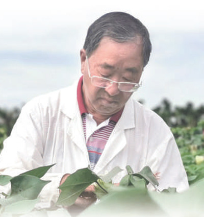 72歲棉花生物育種專家郭三堆——棉花是最美的那朵花