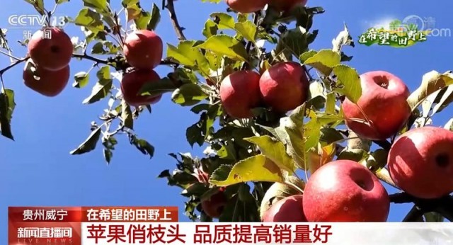 品質(zhì)提高銷量好 貴州威寧紅蘋果成為村民增收“致富果”