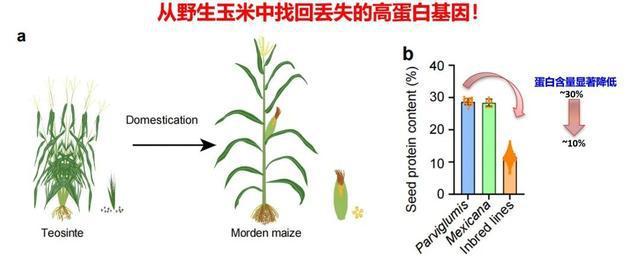 我國科學(xué)家從野生玉米中找回“丟失”的高蛋白基因