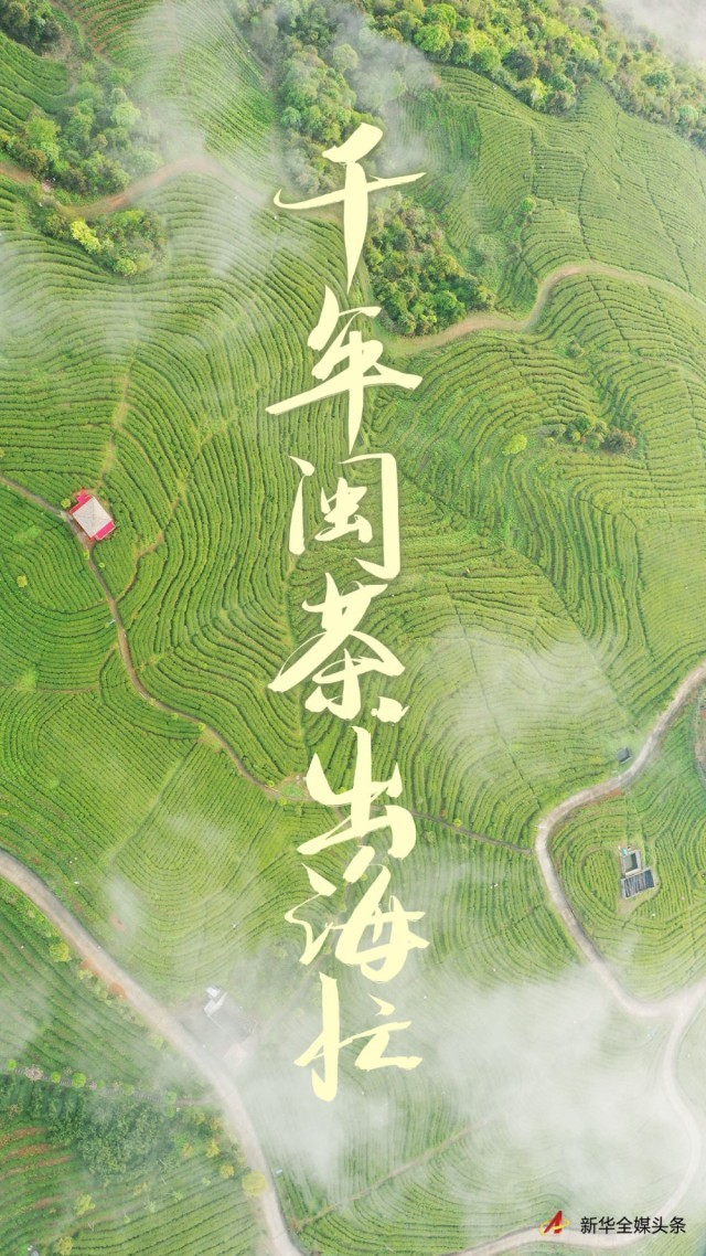 千年閩茶出海忙