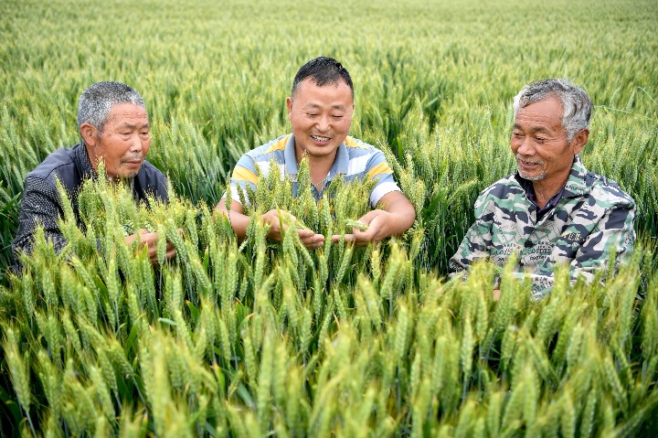 全國已春播糧食面積超1.4億畝 完成意向面積15.1%