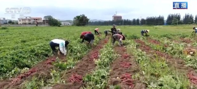 萬(wàn)畝紅薯迎來(lái)大豐收 “甜蜜產(chǎn)業(yè)”助村民增收致富