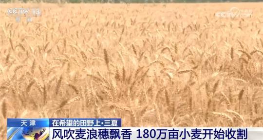 全國麥收進度過九成五 多地采取措施保障夏糧豐收