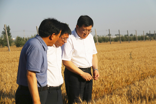 馬軍權在調研東昌府區(qū)“三夏”生產工作時強調 扛穩(wěn)扛牢糧食安全政治責任 確保今年夏糧豐產豐收