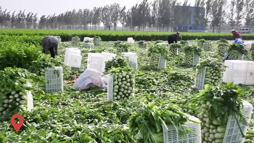 聊城市茌平區(qū)：芹菜大豐收