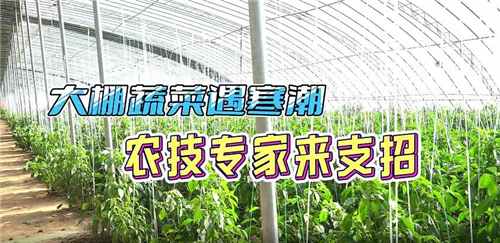 大棚蔬菜遇寒潮 聊城農(nóng)技專家來(lái)支招