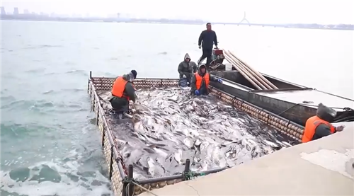 聊城市茌平區(qū)：人歡魚躍慶豐年