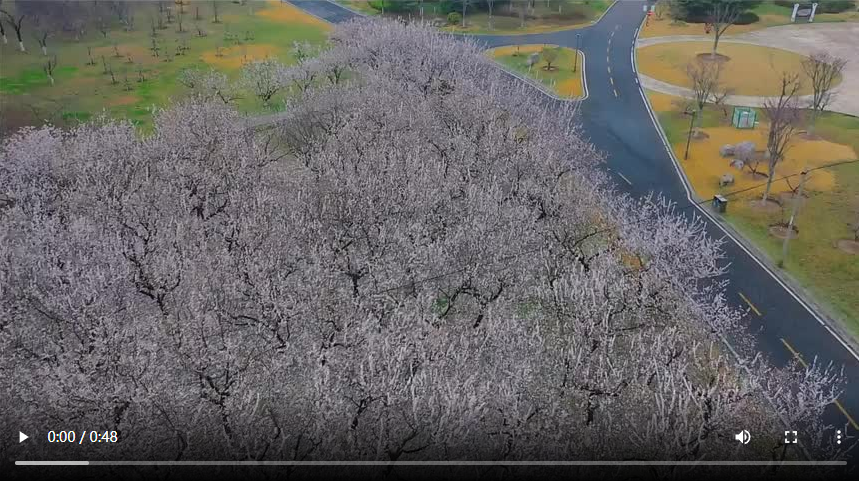 聊城市：春日共赴“花”的約會