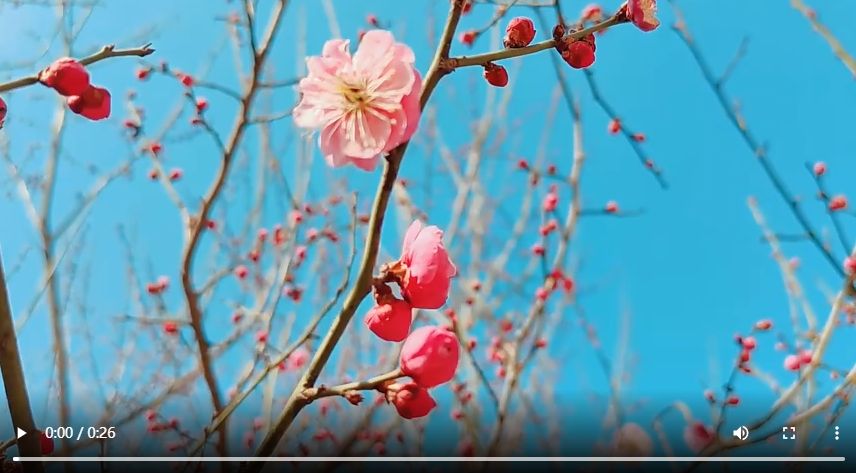 聊城市：春意萌動(dòng) 萬物始生