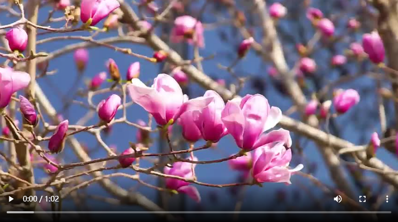 聊城市：玉蘭花開 春滿枝頭