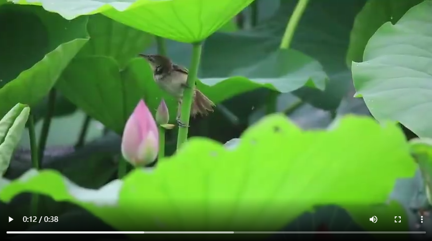 聊城：來湖畔邂逅“夏雨荷”