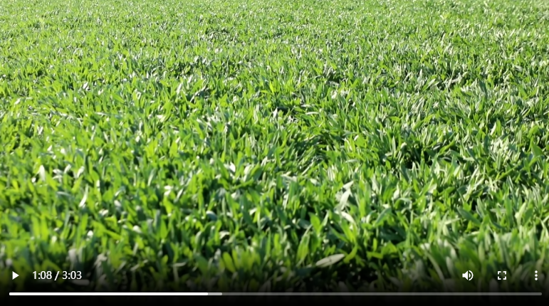 聊城市東昌府區(qū)：深秋時節(jié)“野菜”飄香