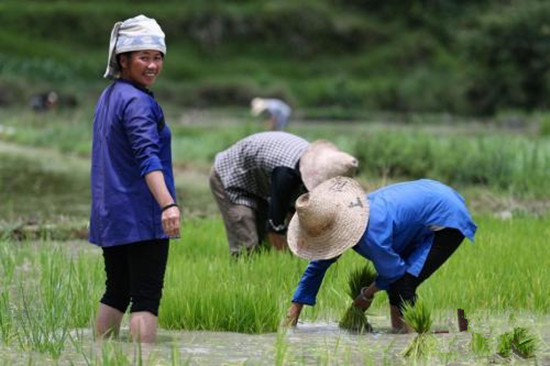 芒種節(jié)氣的冷知識：為何要“安苗”、吃青梅？