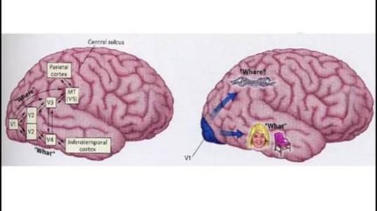 4.6萬樣本精確定義男女腦功能差異